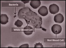 Glóbulo branco de defesa.