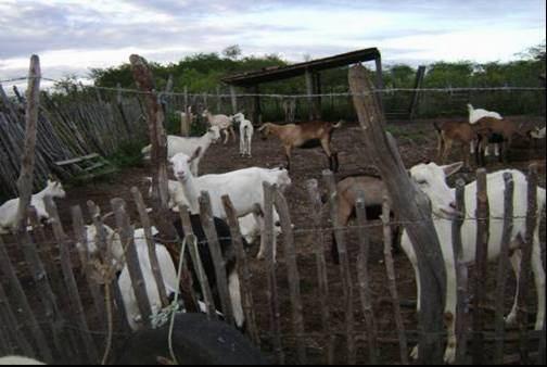 Figura 2- Contagem do efetivo e identificação dos sistemas produtivos Apesar de alguns agricultores realizaram melhorias nas condições de produção de caprinos, na maioria das instalações físicas dos