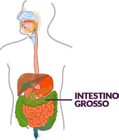 SISTEMA DIGESTÓRIO O sistema digestório, responsável pela quebra dos alimentos e absorção dos nutrientes, é composto pelo tubo digestório e pelas glândulas anexas.