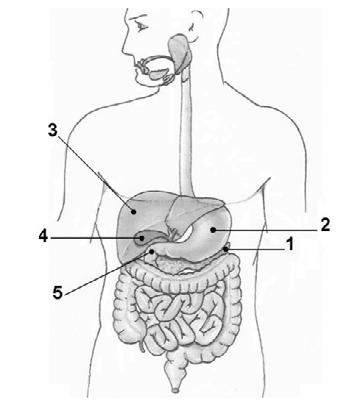 EXERCÍCIOS SISTEMA DIGESTÓRIO 1. Fuvest O esquema representa o sistema digestório humano e os números indicam alguns dos seus componentes.