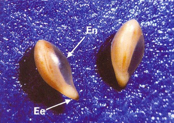 Embrião Endosperma micropilar ou Capa do endosperma Aspectos do crescimento do eixo embrionário (Ee) no interior do endosperma (En), sem que ocorra protrusão da raiz primária, em sementes sem