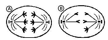 b) Qual a célula que representa a fase seguinte àquela esquematizada na célula número 5? c) Que célula encontra-se em fase mais adiantada da divisão: a número 1 ou a número 6?
