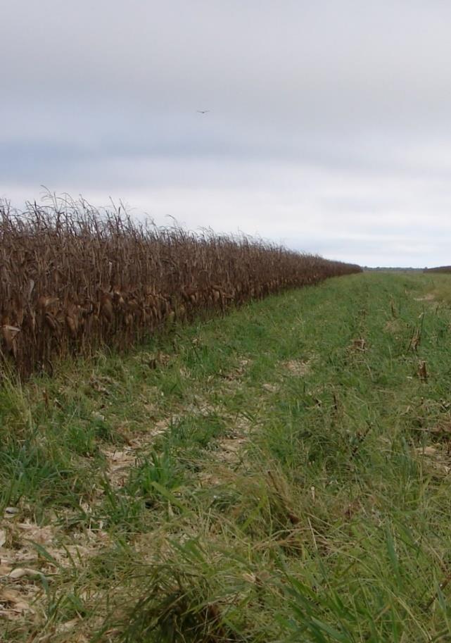 N 2 O acumulado (kg ha -1 ) Sistemas de Produção e GEE s Cerrado Lavoura - SPD