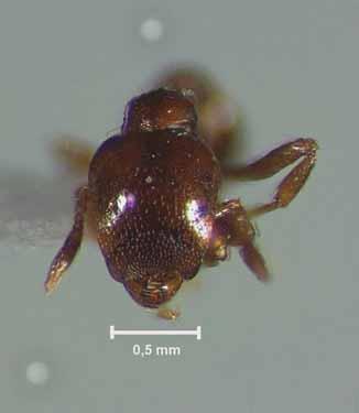 Gênero endêmico da região Neotropical, as Wasmannia são também chamadas de pequena formiga de fogo, devido à fama da espécie W.