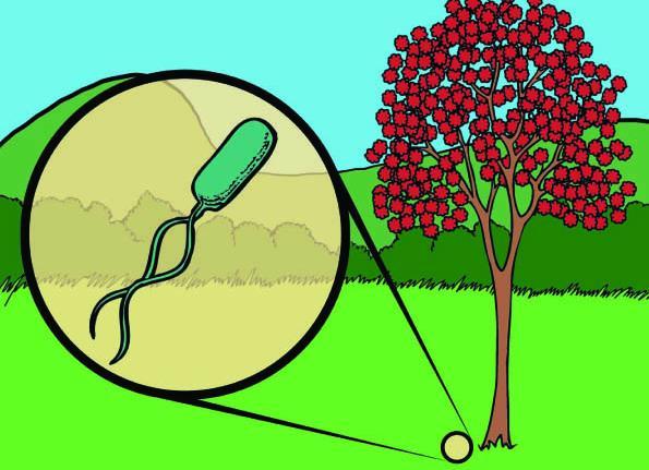 Aplicações da Microbiologia Micro-organismos na agricultura Simbioses: rizóbios/leguminosas,