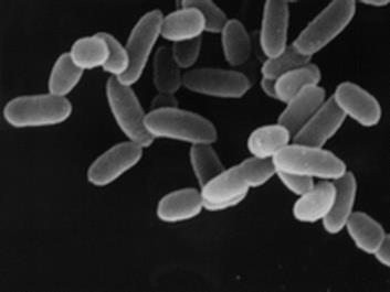 Arqueias (Archaea) Procariotos Unicelulares Similares a bactérias, diferença está na parede celular (sem peptideoglicano) Habitam