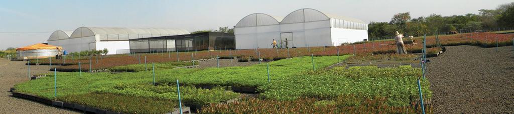 Durante o evento a empresa Klabin apresentou as atividades do programa de melhoramento genético e diversas espécies que possuem na forma de arboretos, testes de procedências e progênies.