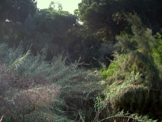 ARBUSTIVO Anexos GRUPO MOD DESCRIÇÃO EXEMPLO (CONCELHO DE ALBUFEIRA) Matos ou árvores jovens muito densos, com cerca de 2 m de altura.