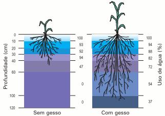 Latossolo argiloso, pela cultura do milho, após um