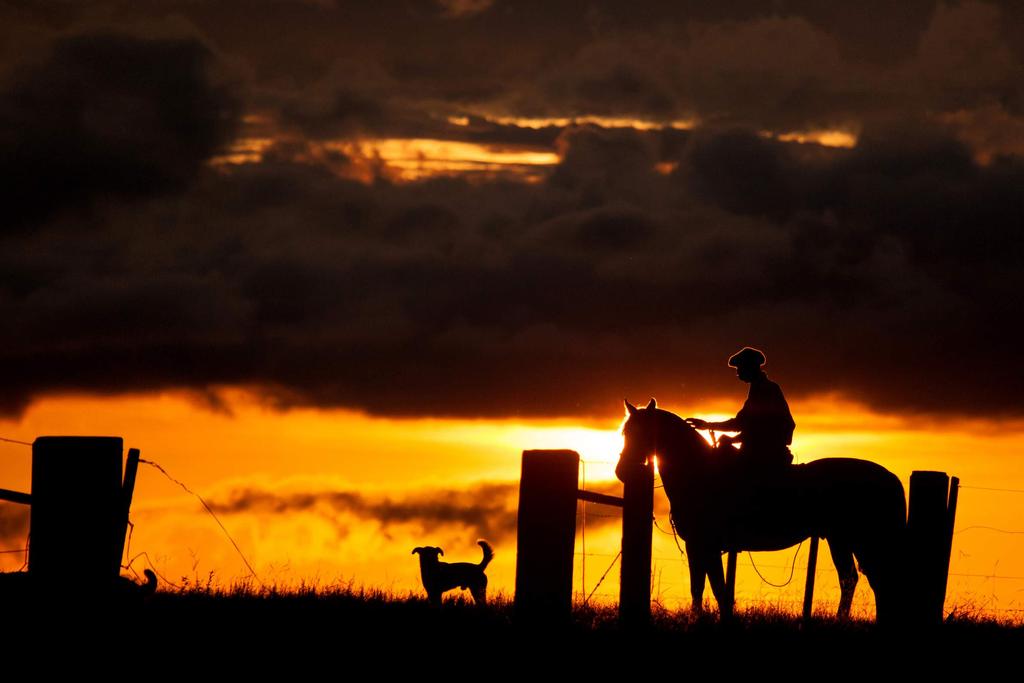 O CAVALO DO HOMEM. O HOMEM DO CAVALO....Gado alçado e sesmarias de campos são coisas que não se veem mais, afinal os tempos são outros!