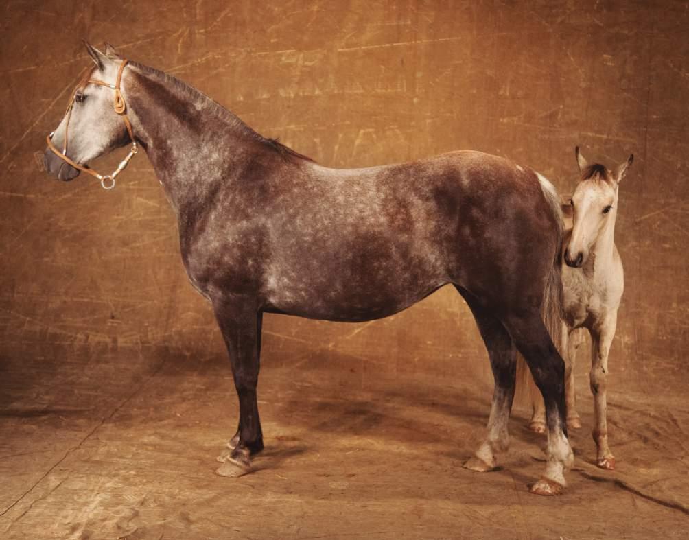 Cada animal que sai da fazenda exige um exercício de desapego, suavizado pela alegria por saber que outros apaixonados estão aprimorando e mantendo vivo o amor pelo cavalo e a paixão à