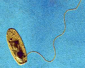 Legionella > 50 espécies e 70 serogrupos distintos; Pelo menos 20 espécies de Legionella estão associadas a doenças no ser humano, como por exemplo, Legionella