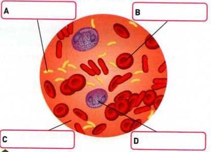 5.Os esquemas A, B e C da figura 4 sugerem regras que favorecem a função respiratória. 5.1.