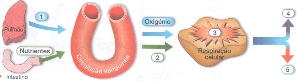 8. Assinala, com uma cruz(x), os comportamentos que sugerem regras de bom funcionamento do sistema circulatório. A - Praticar exercícios físicos regularmente. B - Usar roupas apertadas.