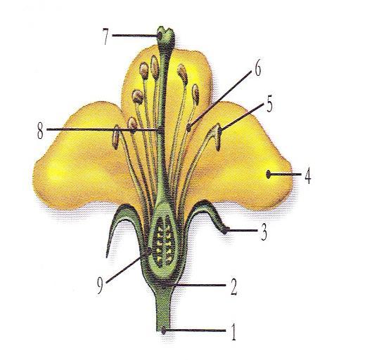 2. A figura 10 mostra uma planta a realizar três funções. 2.1. Atendendo aos gases indicados e respectivas setas, identifica as funções designadas pelos números 1,2 e 3.