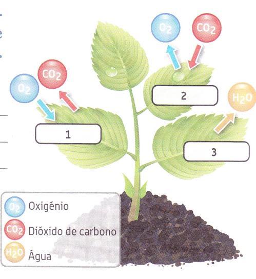 11 Sépala - 3 Estigma - Ovário - Antera - Pedúnculo - Pétala - Recetáculo - Filete - Estilete- 4.