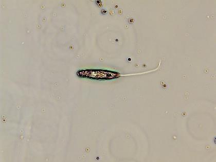 1 Amebas nuas São microrganismos que se locomovem através de organelas transitórias, conhecidas por pseudópodes (do latim pseudo = falso; podes = pés), constituídas por simples prolongamentos