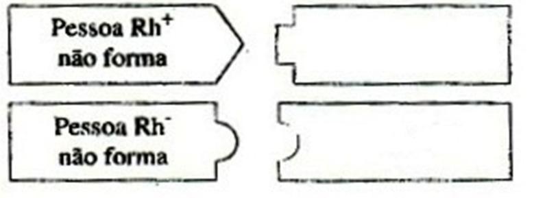 a) c) b) d) a) Em que circunstâncias se formam anticorpos (aglutininas) antirh? b) O que falta nas hemácias das pessoas Rh negativo? c) Quais as pessoas capazes de produzirem aglutininas anti-rh?