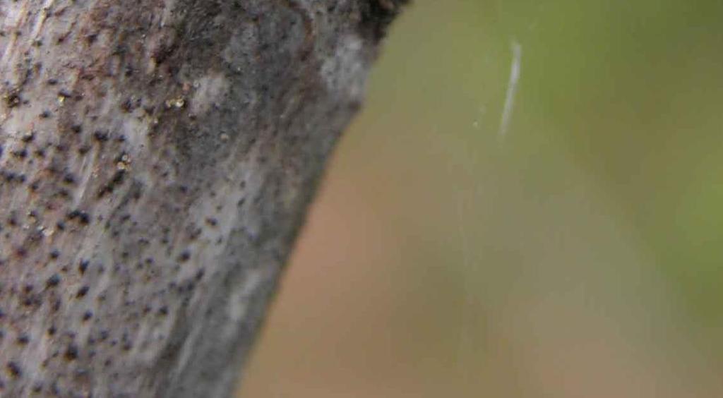 Esta doença poderá causar a morte dos gomos na base dos sarmentos. A A A fitofarmacêuticos (luta química) para proteger os órgãos vegetativos no início do seu desenvolvimento.