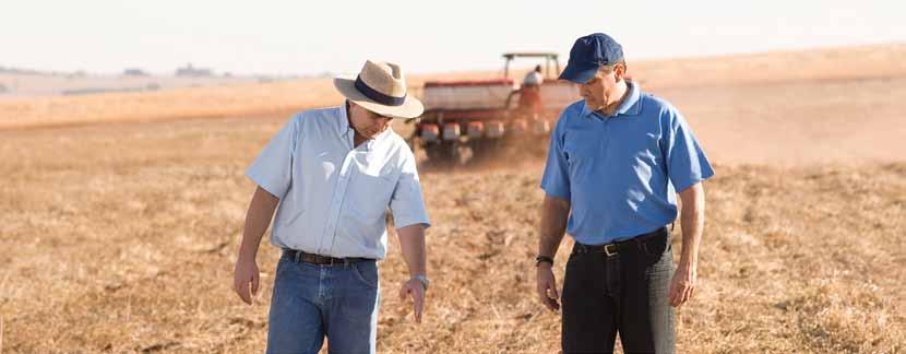 O milho (Zea mays L.) é um dos cereais mais cultivados no mundo, o que se justifica por sua vasta possibilidade de utilização para consumo humano, animal e até mesmo na indústria.