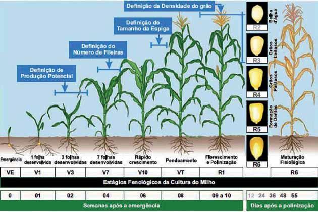 Manejo A dessecação antecipada é fundamental para a redução da população de plantas daninhas e/ou voluntárias