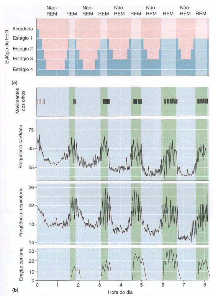 Ciclo do Sono Neurociências-Desvendando o