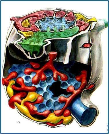 13). As fibras musgosas são espessas e mielínicas e após penetrar no córtex cerebelar apresenta um número de divergências, formando um aglomerado de pequenas terminações, Gray, 79 Fig.