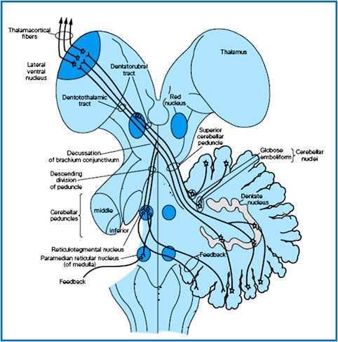 ser sobre o núcleo rubro e, através do trato rubroespinhal para a medula. Influências são também exercidas sobre o córtex cerebral, via núcleo ventral lateral do tálamo.