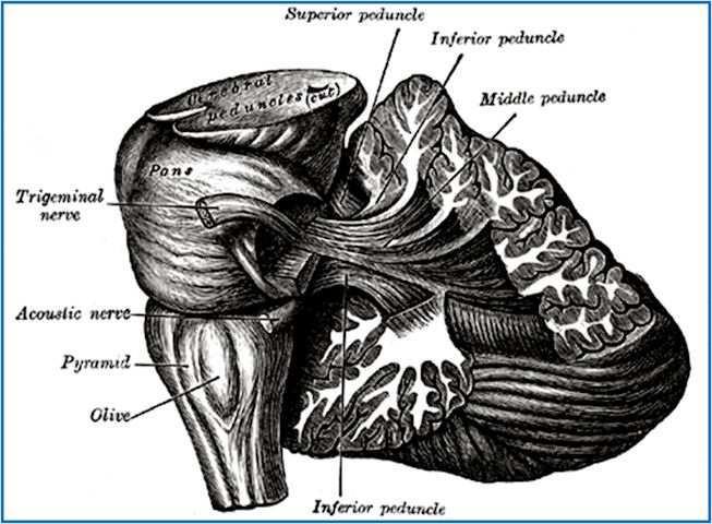 membros se situam anterior e o tronco posterior. Um pequeno número de fibras do núcleo denteado projetase para os núcleos intralaminares do tálamo, principalmente para o núcleo centromediano (Fig. 7).