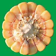 As plantas de milho ainda podem acumular matéria seca (MS). Grão pamonha É quando o grão começa a secar.