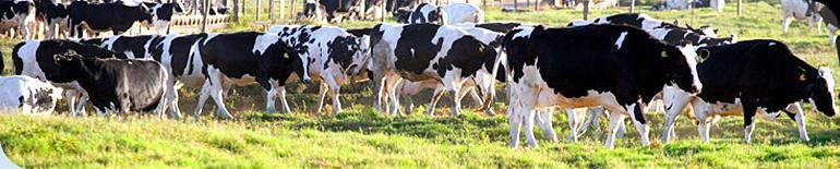 Metodologia Florida - USA Propriedade comercial 4400 vacas em lactação Média de Rebanho =