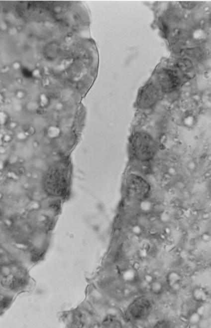 396 Araújo et al. Figura 10. Detalhe do rastelo branquial (à esquerda) e do epitélio faringeal (à direita) de embrião do grupo experimental no estágio 36. Observar células mucosas. A.B. ph 2,5.