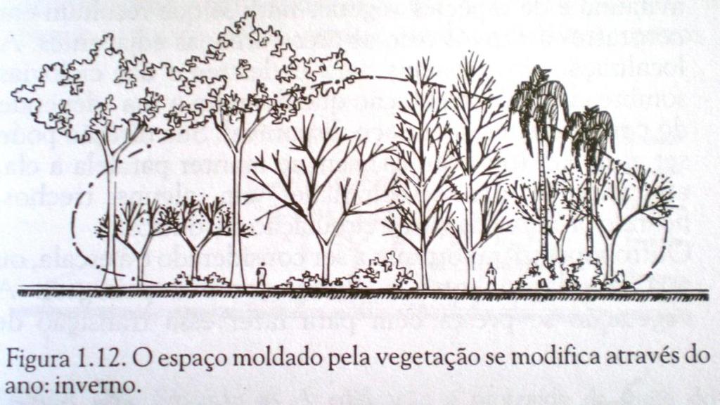 vegetação