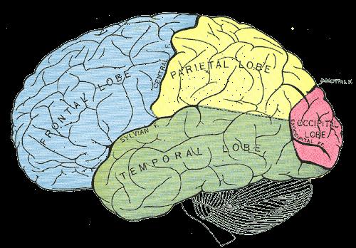 A PSICOLOGIA COGNITIVA E A ATIVIDADE CEREBRAL O conhecimento geral depende de