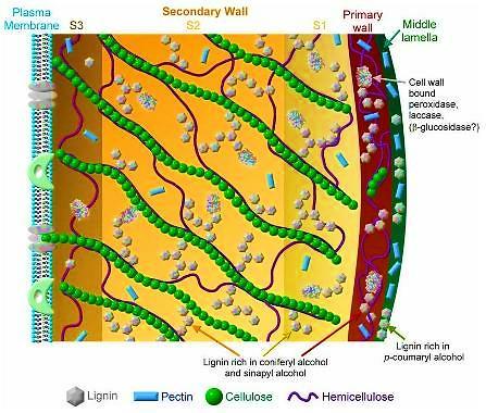Basicamente esses 3 moléculas se arranjam formando a parede celular dos vegetais Outros polissacarídeos e proteínas