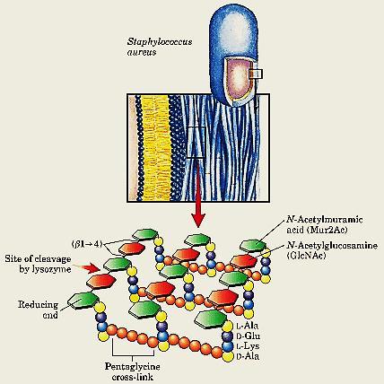 Peptideoglicanos Componente rígido da parede