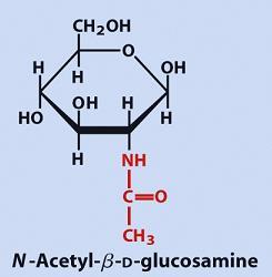 Heteropolímeros - ácido N-acetil muramico e