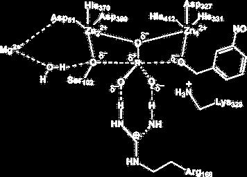 Fosfatases Alcalina Espécie ativa necessita dos dois átomos de Zn, e o Mg tem função auxiliar.