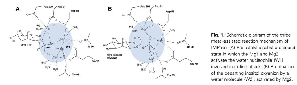 Inositol monofosfatase (IMPase) Enzima envolvida em várias rotas metabólicas como