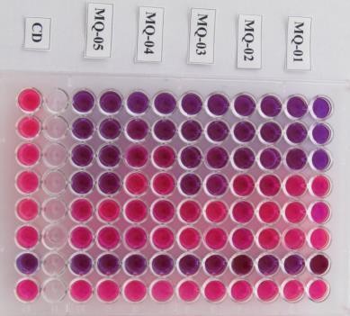que não houve crescimento bacteriano (negativo), enquanto que a cor púrpura indica crescimento