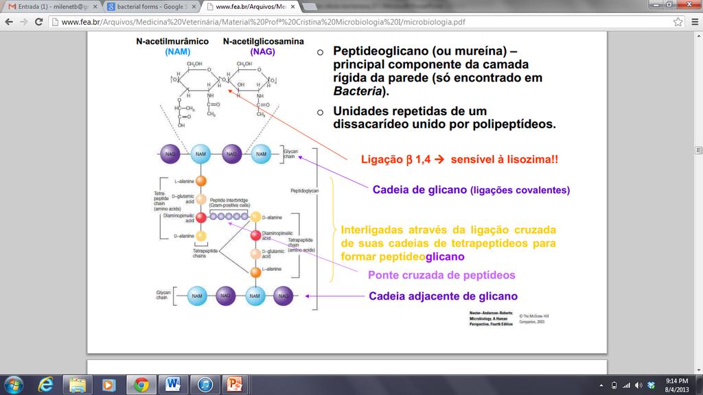 PAREDE CELULAR