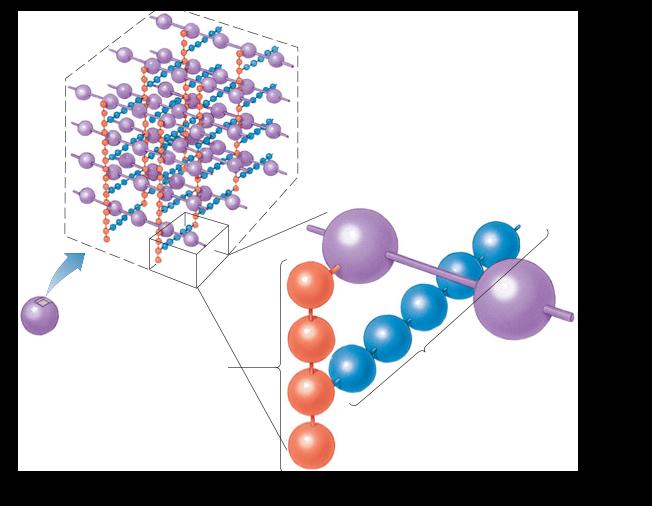 Extracelular GRAM POSITIVAS PAREDE CELULAR COMPOSIÇÃO E CARACTERÍSTICAS Parede Celular Composição relativamente