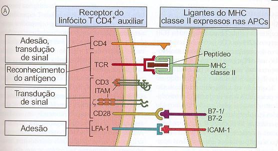 2- Receptores de Ag das células T (TCR) Cada TCR reconhece 1-3 resíduos do