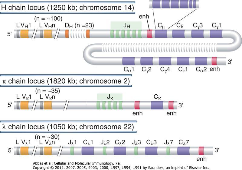 Genes que codificam os receptores de Ag (TCR e Ac) Organização dos loci das Ig na