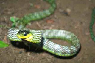 Corallus hortulanus, Family Boidae. Figura 10.