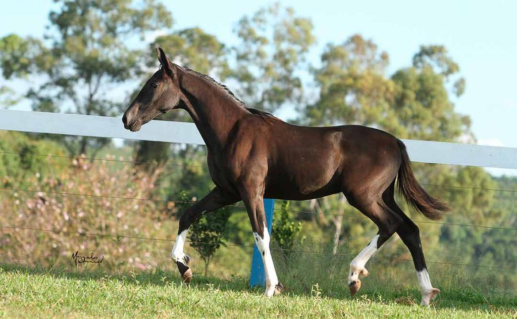 09 Vendedor da Esperança 14/12/2015 Macho Arlequim Maitê X Zilú de Nanuque REG.