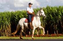 Avós Paternos: PRINCIPE DO RANCHO AMIGO X HORTÊNCIA P.S.