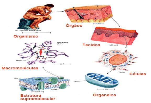 separados por Microtúbulos 5. Citoplasma 6.