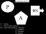 invariáveis Bases nitrogenadas A, G (purinas) C, T (pirimidinas) # O grupo