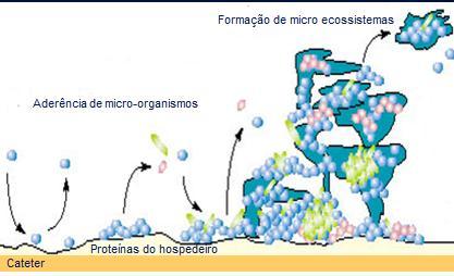 do hospedeiro Cateter Formação é rápida (24 horas) Proteção contra o sistema imune e a ação